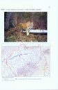 A Population Estimate of Amur Tigers Using Camera Traps: Monograph / Otsenka Populiatsii Amurskogo Tigra s Pomoshch'iu Fotolovushek: Monografiia 