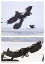 Tikhookeanskii Orlan Haliaeetus pelagicus: Ekologiia, Evoliutsiia, Okhrana [The Steller's Sea Eagle Haliaeetus pelagicus: Ecology, Evolution, Conservation]