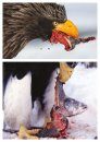 Tikhookeanskii Orlan Haliaeetus pelagicus: Ekologiia, Evoliutsiia, Okhrana [The Steller's Sea Eagle Haliaeetus pelagicus: Ecology, Evolution, Conservation]
