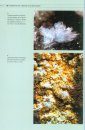 Minerales de las Islas Canarias [Minerals of the Canary Islands]