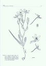 Systematics and Biology of Lapeirousia, Codonorhiza, Psilosiphon & Schizorhiza in Southern Africa