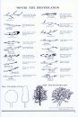 A Dendrologist's Handbook