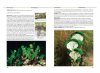 Alghe e Fanerogame del Mediterraneo [Algae and Phanerogams of the Mediterranean]