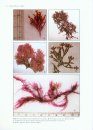 Algae of India, Volume 3