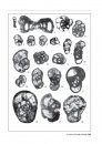 Atlas of Foraminifera of the Carboniferous and Permian (Cisuralian) of Uzbekistan and Adjacent Regions, Tien Shan