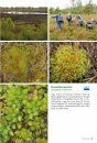 Basisgids Mossen [Basic Guide to Mosses]