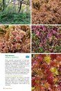 Basisgids Mossen [Basic Guide to Mosses]
