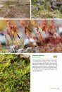 Basisgids Mossen [Basic Guide to Mosses]