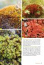 Basisgids Mossen [Basic Guide to Mosses]