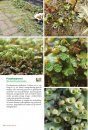 Basisgids Mossen [Basic Guide to Mosses]