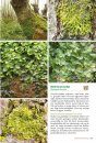 Basisgids Mossen [Basic Guide to Mosses]