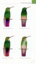 North American Hummingbirds