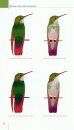 North American Hummingbirds