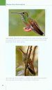 North American Hummingbirds