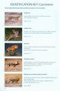 The Mammal Guide of Southern Africa (Book + Callfinder)