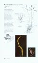 Field Guide to Common Texas Grasses