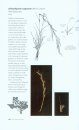 Field Guide to Common Texas Grasses