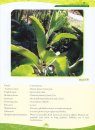 Medicinal Plant Repertoire
