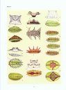 The Slug Caterpillar Moths (Lepidoptera: Limacodidae) and other Zygaenoidea of Ohio