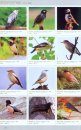 A Photographic Guide to the Birds of China [Chinese]