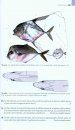 Ictiofauna Marina: Manual de Identificación de los Peces Marinos de la Península Ibérica y Baleares [Marine Ichthyofauna: Identification Guide to the Marine Fish of the Iberian Peninsula and the Balearics]