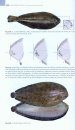 Ictiofauna Marina: Manual de Identificación de los Peces Marinos de la Península Ibérica y Baleares [Marine Ichthyofauna: Identification Guide to the Marine Fish of the Iberian Peninsula and the Balearics]
