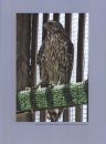 Northern Goshawk, the Gray Ghost
