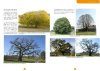 Arbres Remarquables en Bretagne [Remarkable Trees in Bretagne]