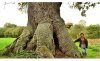Arbres Remarquables en Bretagne [Remarkable Trees in Bretagne]