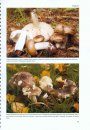 The Genus Russula in Great Britain