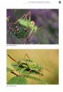 De Nederlandse Sprinkhanen en Krekels (Orthoptera) [The Dutch Grasshoppers and Crickets]