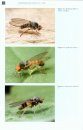 De Nederlandse Breedvoetvliegen en Basterdbreedvoetvliegen (Platypezidae & Opetiidae) [The Dutch Flat-Footed Flies]