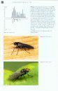 De Nederlandse Breedvoetvliegen en Basterdbreedvoetvliegen (Platypezidae & Opetiidae) [The Dutch Flat-Footed Flies]