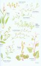 Collins Wild Flower Guide