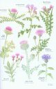 Collins Wild Flower Guide