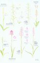 Collins Wild Flower Guide