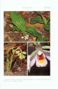 Flora of Thailand, Volume 12, Part 2