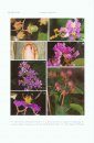 Flora of Thailand, Volume 11, Part 4