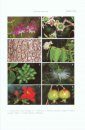 Flora of Thailand, Volume 11, Part 4