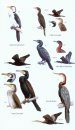 Birds of Borneo