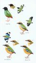 Birds of Borneo