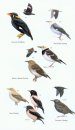 Birds of Borneo