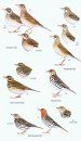Birds of Borneo
