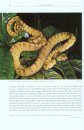 Natural History of Neotropical Treeboas (Genus Corallus)