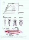 Structure and Evolution of Invertebrate Nervous Systems