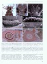 Structure and Evolution of Invertebrate Nervous Systems