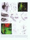 Structure and Evolution of Invertebrate Nervous Systems