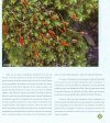 The Miniature Angels in the Plant Kingdom: An Introduction to Bryophytes [English / Chinese]