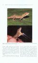 The Anoles of Honduras