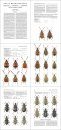 Icones Insectorum Europae Centralis: Coleoptera: Bruchidae, Urodontidae [English / Czech]